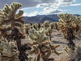 Joshua Tree 011